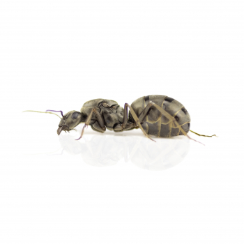 Formica (Serviformica) cinerea